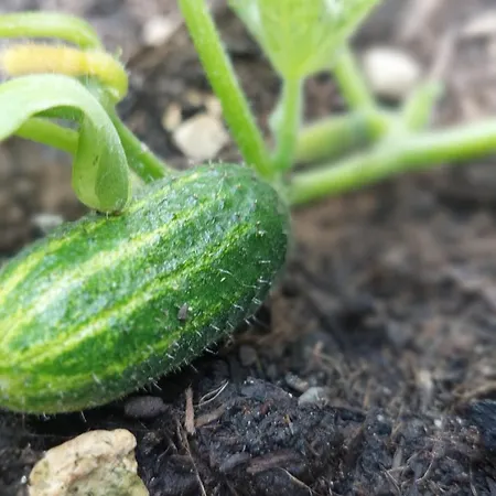 Lägenhet Spreewald Blota Jewa Lübbenau