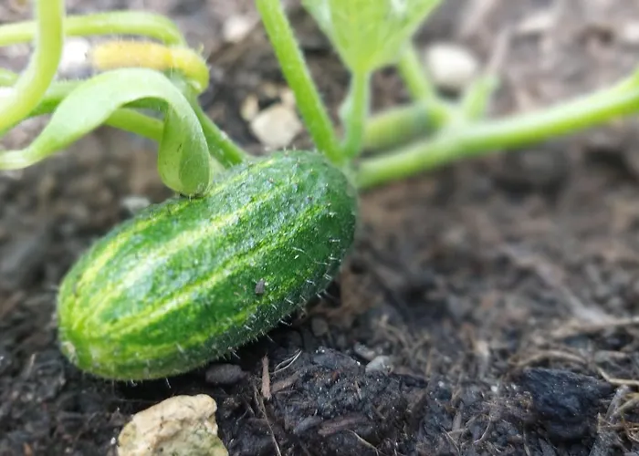 Lägenhet Spreewald Blota Jewa Lübbenau